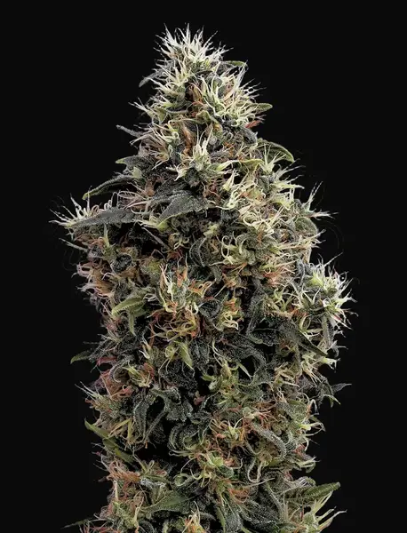 Sweet Mango Auto