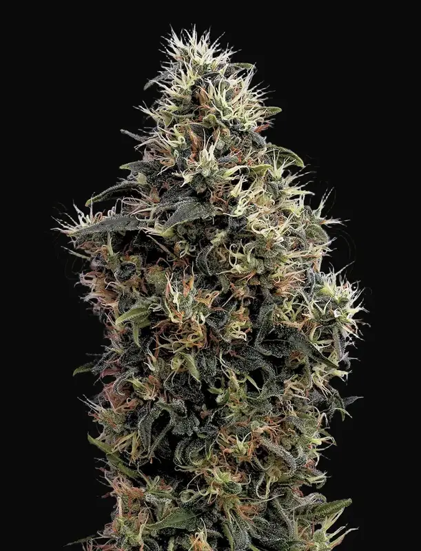 Sweet Mango Auto
