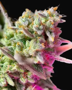 Sweet Mimosa XL Auto