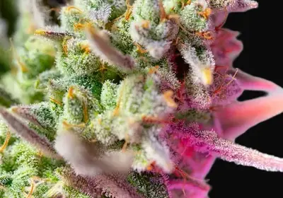 Sweet Mimosa XL Auto