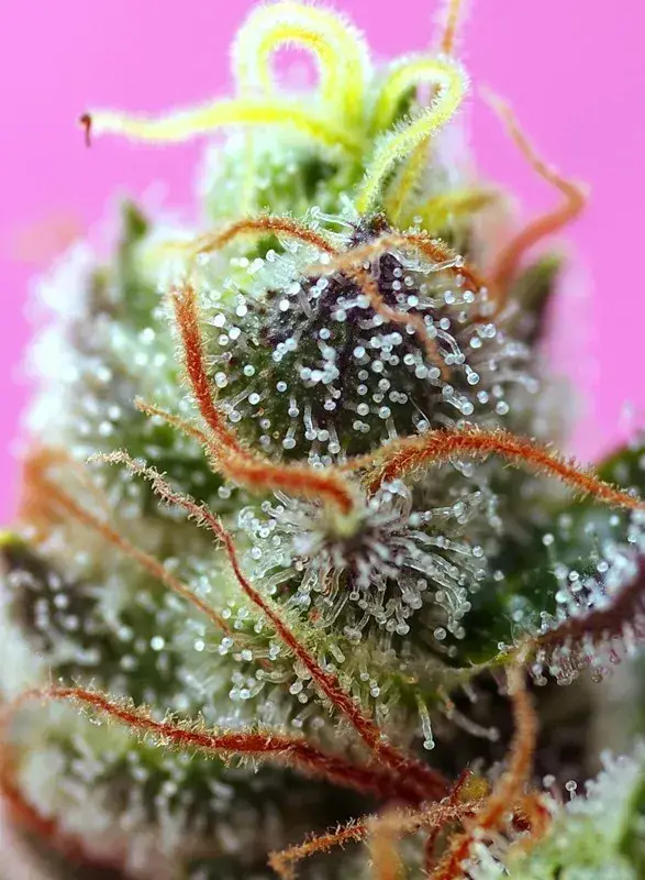 Sweet Mimosa XL Auto — zdjęcie 2