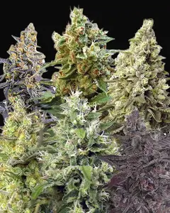 Sweet Mix Auto