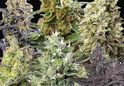 Sweet Mix Auto
