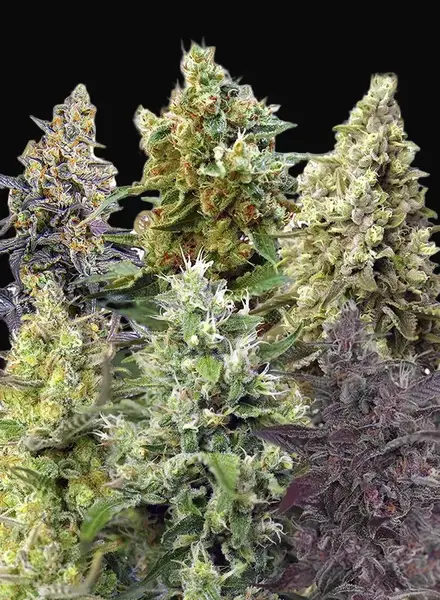Sweet Mix Auto