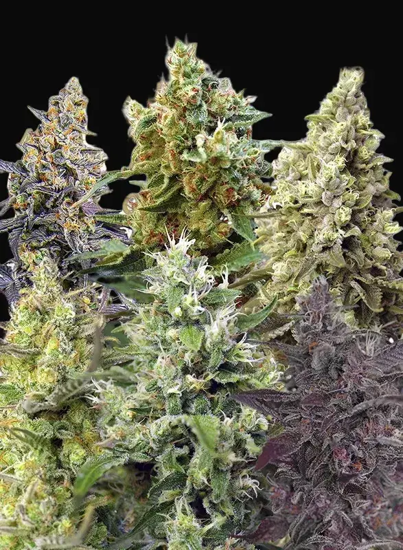 Sweet Mix Auto