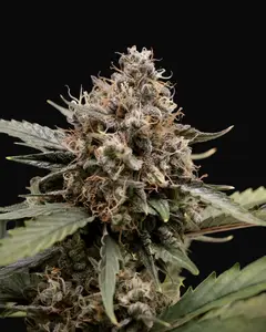 Sweet 'n' Sour Auto