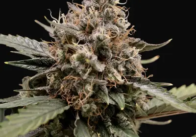 Sweet 'n' Sour Auto
