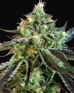 Sweet Nurse Auto CBD