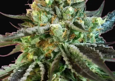Sweet Nurse Auto CBD