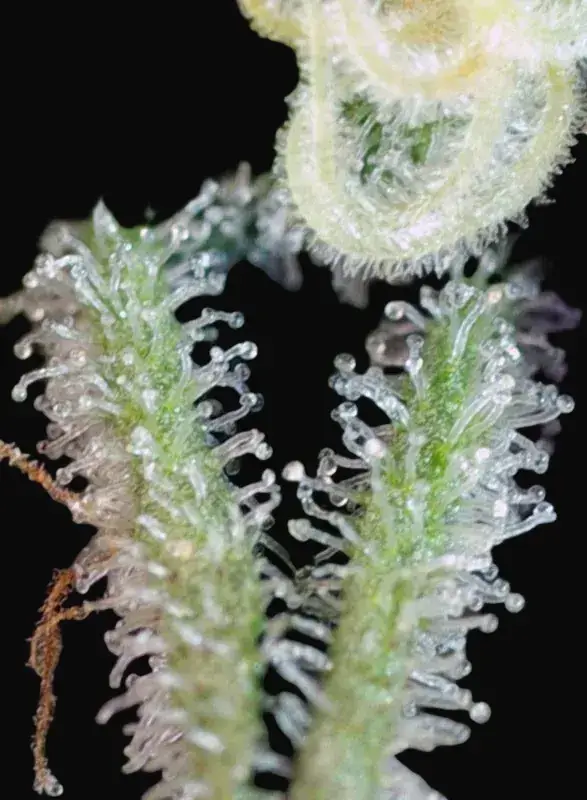 Sweet Nurse Auto CBD — zdjęcie 2