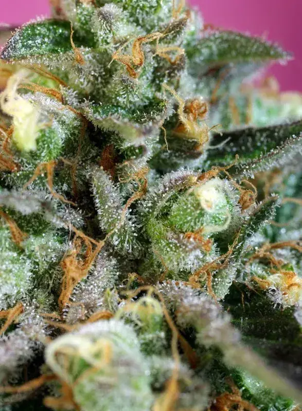 Sweet Nurse Auto CBD — zdjęcie 4