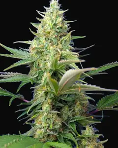 Sweet Pure Auto CBD