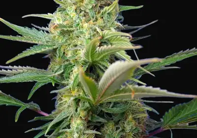 Sweet Pure Auto CBD