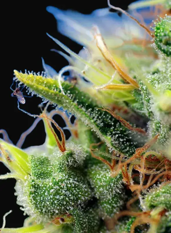 Sweet Pure Auto CBD — zdjęcie 2