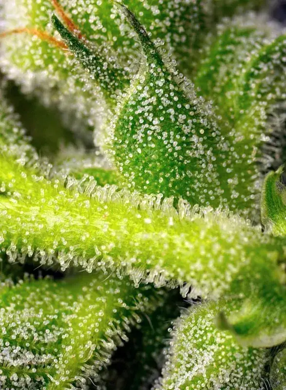 Sweet Pure Auto CBD — zdjęcie 4