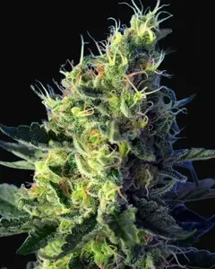 Sweet Pure CBD