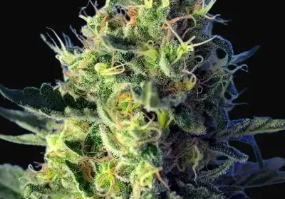 Sweet Pure CBD