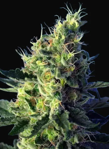 Sweet Pure CBD