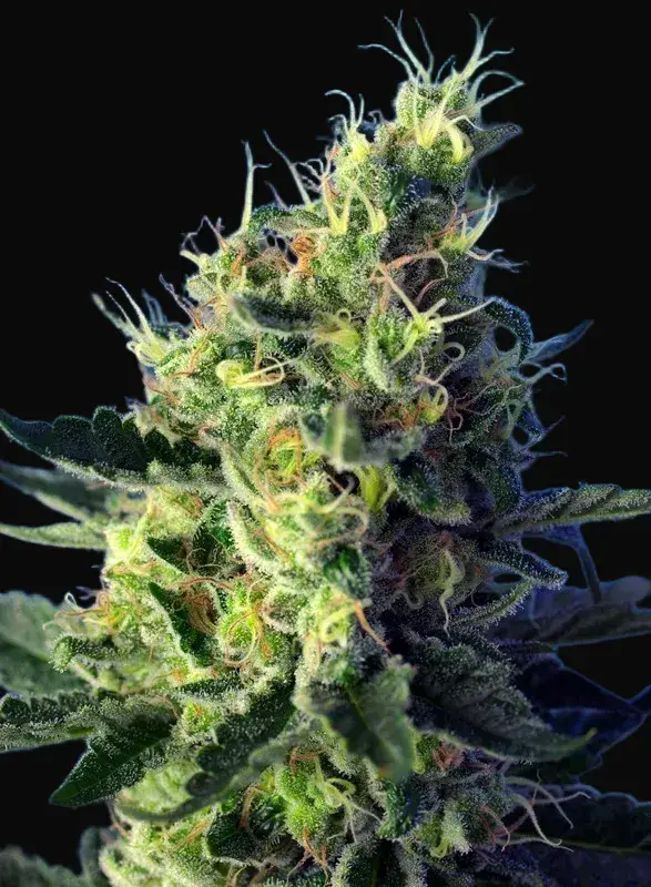 Sweet Pure CBD