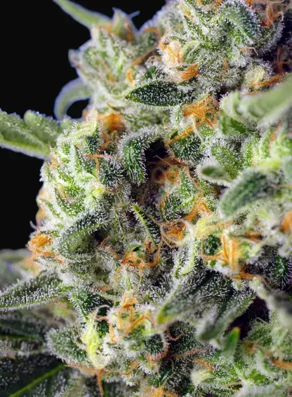 Sweet Pure CBD — zdjęcie 2