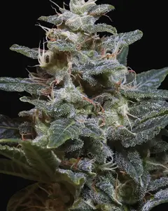 Sweet Purple