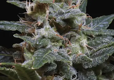 Sweet Purple