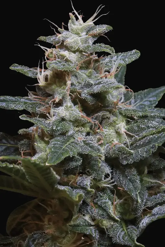 Sweet Purple