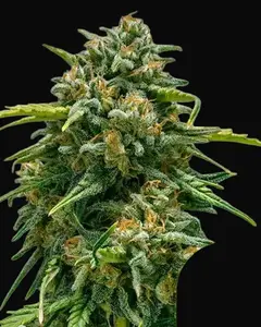 Sweet Skunk Auto