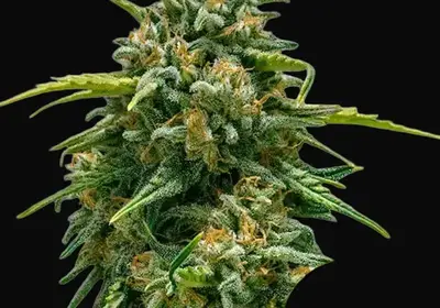 Sweet Skunk Auto