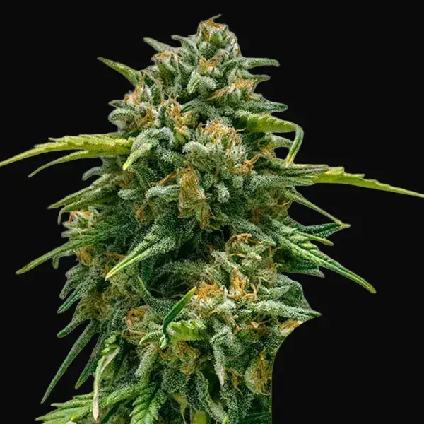 Sweet Skunk Auto