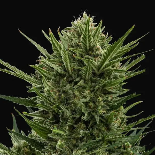 Sweet Skunk Auto — zdjęcie 7