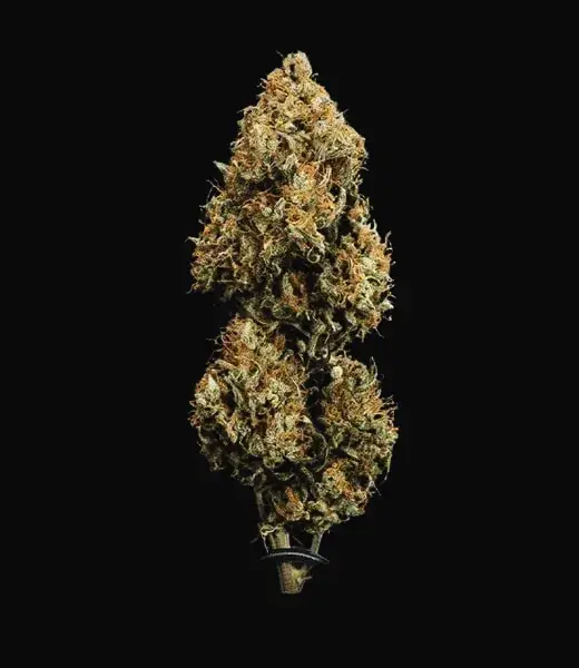 Sweet Skunk Auto — zdjęcie 6