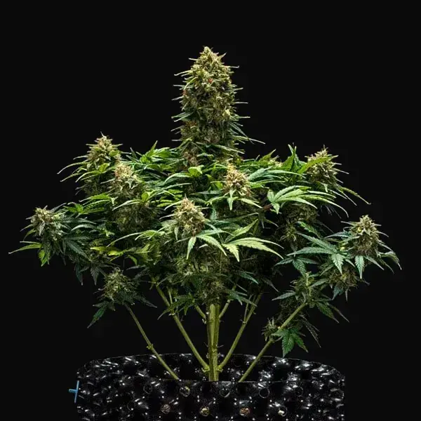 Sweet Skunk Auto — zdjęcie 5