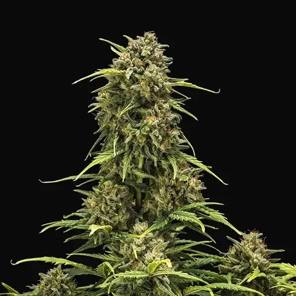 Sweet Skunk Auto — zdjęcie 3