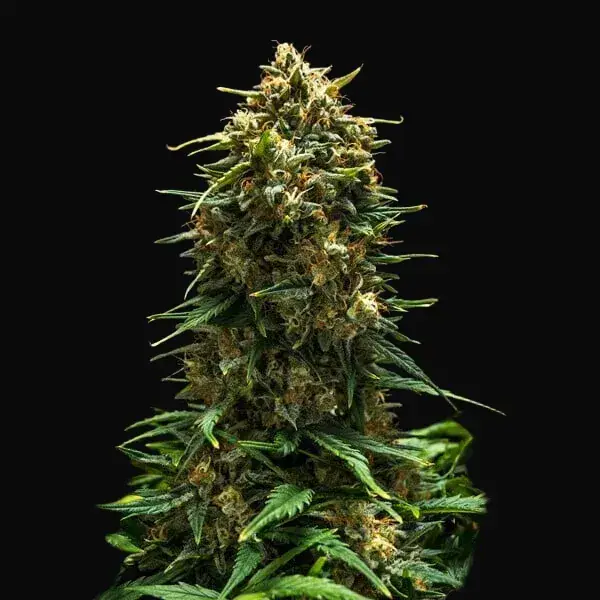 Sweet Skunk Auto — zdjęcie 8