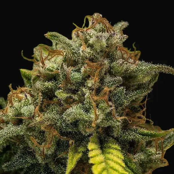 Sweet Skunk Auto — zdjęcie 4
