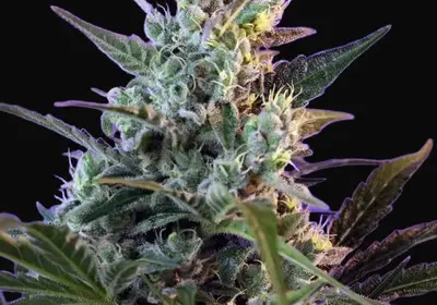 Sweet Skunk Auto