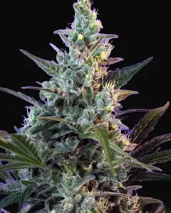 Sweet Skunk F1 Fast Version