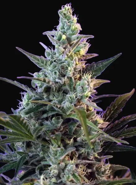 Sweet Skunk F1 Fast Version