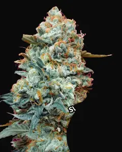 Sweet Somango Fast