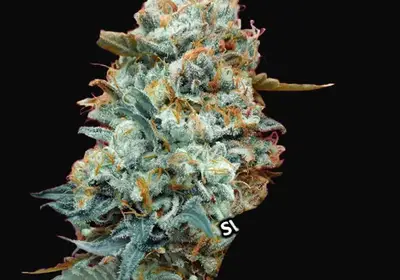 Sweet Somango Fast
