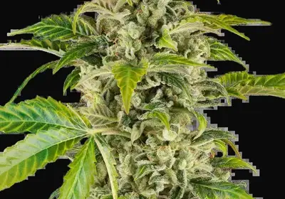 Sweet & Sour Cream Automatic