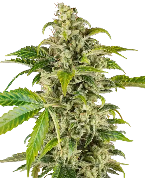 Sweet & Sour Cream Automatic