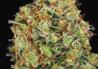 Sweet Tangerine Tango Automatic