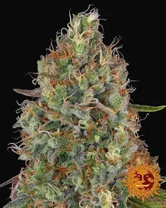 Sweet Tooth Auto