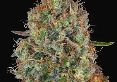 Sweet Tooth Auto