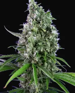 Sweet Trainwreck Auto