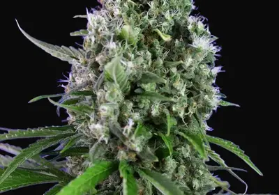 Sweet Trainwreck Auto