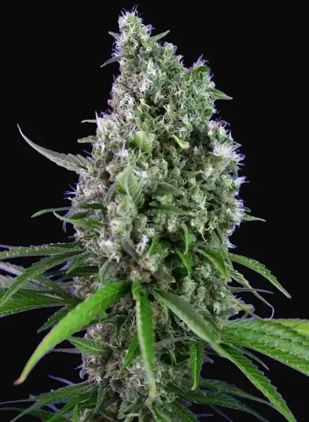 Sweet Trainwreck Auto
