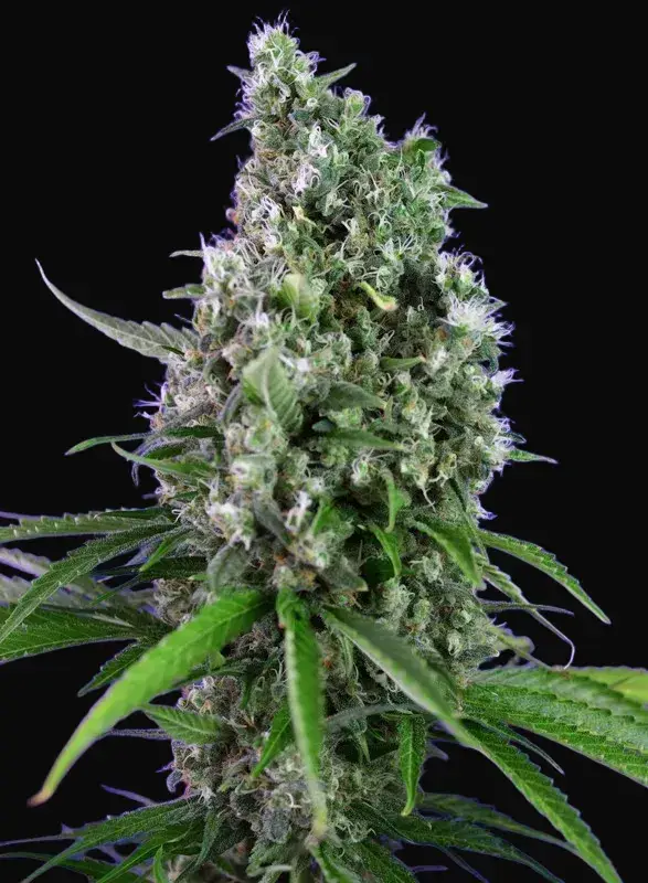 Sweet Trainwreck Auto